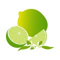 lime fruit vector illustration, slices, leaf and flowers on white background Royalty Free Stock Photo