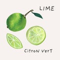 Lime fruit watercolor illustration set. Painterly watercolor texture and ink drawing elements. Hand drawn and hand