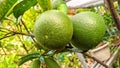 Lime fruits hanging on the tree Royalty Free Stock Photo