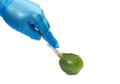 Lime genetic color manipulation Genetically modified food. Genetic engineering Royalty Free Stock Photo