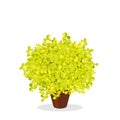 Lime green barberry bush trimmed into a ball shape