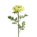 Lime Green Chrysanthemum Flower Royalty Free Stock Photo