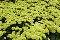 Lime green color of Pompon mum `Kermit` flowers