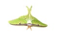 Lime green giant silk moth acts luna on white Royalty Free Stock Photo