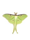 Lime green giant silk moth acts luna on white Royalty Free Stock Photo
