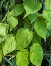 The lime green leaves of a heart-leaf philodendron plant Royalty Free Stock Photo