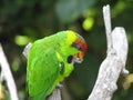 Lime Green Lorikeet Eating in a Tree Perch Royalty Free Stock Photo