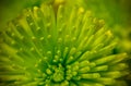 Lime green macro flower closeup