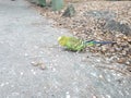 parakeet in a zoo Royalty Free Stock Photo