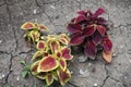 Lime green and purple leaved cultivars of Coleus scutellarioides in July Royalty Free Stock Photo