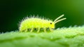 A Lime Green Springtail on Leaf Royalty Free Stock Photo