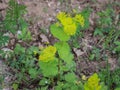 Lime greena and yellow bracts of Smyrnium perfoliatum