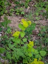 Lime greena and yellow bracts of Smyrnium perfoliatum