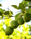 Lime grows on a branch in the sun