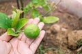Lime in hand. Lemons in hand-grown in a lemon garden. Young lemons are not yet fully grown and need regular soil fertilization. Ha Royalty Free Stock Photo