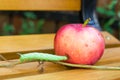 Lime hawk-moth caterpillar eating red apple Royalty Free Stock Photo