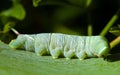 Lime Hawk-moth caterpillar on the leaf