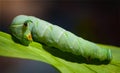 Lime Hawk-moth caterpillar on the leaf