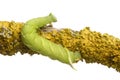 Lime Hawk-moth caterpillar - Mimas tiliae