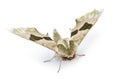 Lime Hawk-moth, Mimas tiliae, against white background