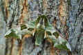 Lime Hawk-moth - Mimas tiliae