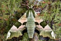 Lime hawk-moth (Mimas tiliae)