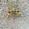 Lime Hawk-moth Mimas tiliae On Weathered Stone