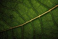 Lime Leaf Macro Texture: Green leaf texture wallpaper- macro close up in detail most popular