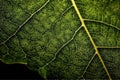 Lime Leaf Macro Texture: Green leaf texture wallpaper- macro close up in detail most popular Royalty Free Stock Photo