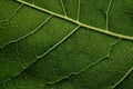 Lime Leaf Macro Texture: Green leaf texture wallpaper- macro close up in detail most popular