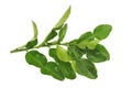 Lime Leaves Royalty Free Stock Photo
