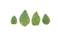 Lime leaves