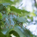 Lime leaves affected Linden gall mite Eriophyes tiliae Royalty Free Stock Photo