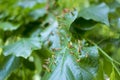 Lime leaves affected Linden gall mite Eriophyes tiliae Royalty Free Stock Photo