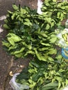 lime leaves for cooking seasoning