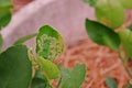 Lime leaves damage from citrus leaf miner Royalty Free Stock Photo