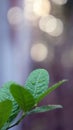 Lime leaves with dew drops in the morning Royalty Free Stock Photo