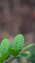 Lime leaves with dew drops in the morning Royalty Free Stock Photo