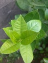 lime leaves look bright and nice