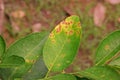 Lime, lemon canker disease causes by bacteria