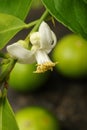 Lime with lime blossom