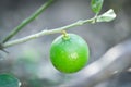 lime, lime plant or lime seed or lemon tree or lime fruit Royalty Free Stock Photo