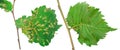 Lime nail gall - Eriophyes tiliae