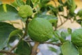 Lime in a natural gerden