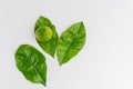 Lime over three lemon tree leaves isolated on white. Minimalist, fresh and green summer. Royalty Free Stock Photo