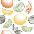 Citrus seamless pattern. Lime background. Vector fruit illustration. Summer drawing for logo, icon, label, packaging design.