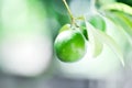 Lime, lime plant or lemon tree Royalty Free Stock Photo