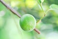 Lime, lime plant or lemon tree Royalty Free Stock Photo