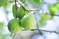 Lime, lime plant or lemon tree Royalty Free Stock Photo