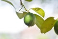 Lime, lime plant or lemon tree Royalty Free Stock Photo